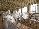 Muséum National d'Histoire Naturelle