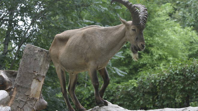 Ménagerie du Jardin des Plantes