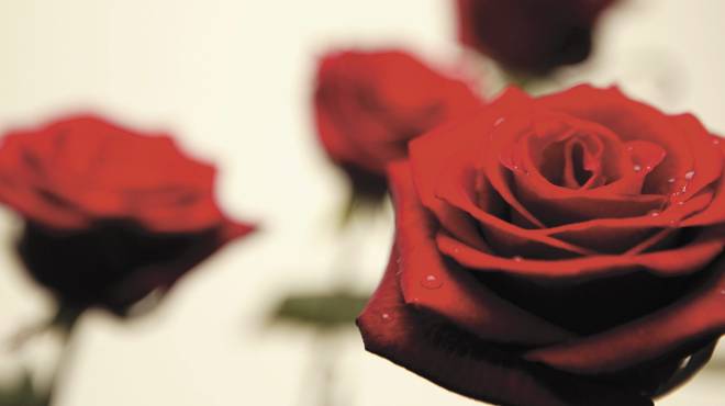 Roses
