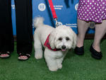 FIT's Third Annual Pet Fashion Show