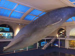 The Blue Whale, Milstein Hall of Ocean Life