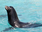 A California sea lion in the Astor Court and Sea Lion Pool Sea lions are born performers (catch them during mealtime at 11am and 3pm, except Wednesdays).