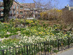 Narrows Botanical Garden  Daffodils