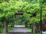 Brooklyn Botanic Garden
