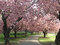 Sakura Matsuri Festival; Photograph: Courtesy Brooklyn Botanic Garden/Joseph O. Holmes