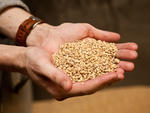 Light malts, including a percentage of wheat malt, form the backbone of Ich Bin Kein.