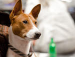 Westminster Dog Show 2012: day one