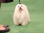 Westminster Dog Show 2012: day one