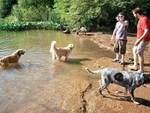 Long Meadow Dog Beach in Prospect Park