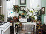Only used to make tea, the kitchen seemed like a logical place for the plants