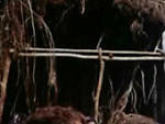 CANNIBAL HOLOCAUST (1980)