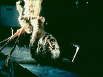 THE THING (1982)