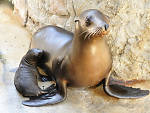 New York Aquarium