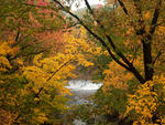 New York Botanical Garden's Thain Family Forest, one of Time Out's 101 things to do in New York City in the fall