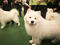 135th Annual Westminster Kennel Club Dog Show at Madison Square Garden, February 2011