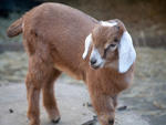 A baby mini-Nubian goat in the Tisch Children's ZooMeet the new addition to the herd, Spot. He arrived early December.