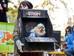 Tompkins Square Park Halloween Dog Parade Fun fact: Photos from this adorable Halloween tradition caused a raucous debate in TONY's office over dogs in costumes; some thought the practice cruel, while others (including the person writing this) think it's 