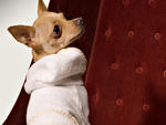 The Benjamin's dog robe