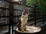 Monster, the Brooklyn Brewery's cat