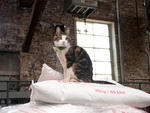 Monster, the Brooklyn Brewery's cat