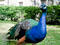 St. John the Divine's peacocks