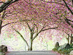 Hanami
