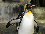 Central Park Zoo