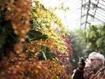 NYBG Orchid Show