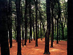 The three-and-a-half mile-long QueensWay would travel through parts of Forest Park.