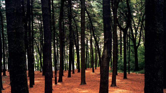 The three-and-a-half mile-long QueensWay would travel through parts of Forest Park.