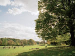 Prospect Park, Long Meadow, autumn