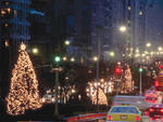 Park Avenue Memorial Trees