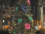 Madison Square Park Holiday Tree