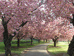 Photograph: Courtesy Brooklyn Botanic Garden/Joseph O. Holmes