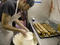 Levain Bakery