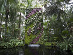 NYBG Orchid Show