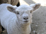 The Central Park Zoo's new babydoll lamb