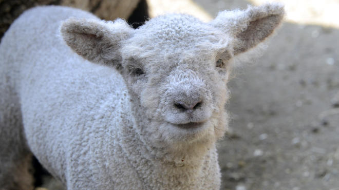 The Central Park Zoo's new babydoll lamb