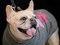 Brooklyn Mutt Show