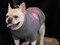Brooklyn Mutt Show
