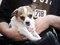 Brooklyn Mutt Show