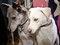 Brooklyn Mutt Show