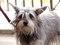 Brooklyn Mutt Show