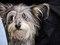 Brooklyn Mutt Show