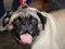 Brooklyn Mutt Show