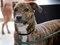 Brooklyn Mutt Show