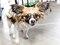 Brooklyn Mutt Show