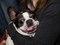 Brooklyn Mutt Show