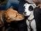 Brooklyn Mutt Show