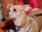 Brooklyn Mutt Show